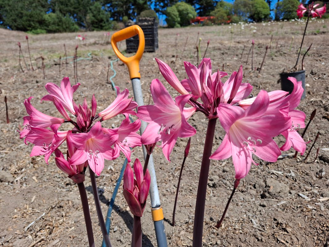 1 Amaryllis Belladonna Pink2