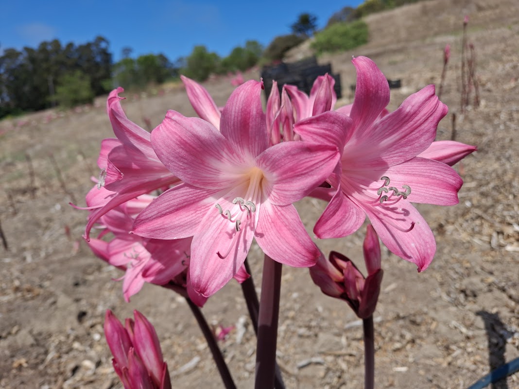 1 Amaryllis Belladonna Pink2