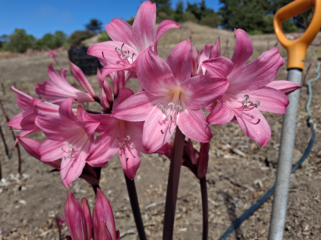 1 Amaryllis Belladonna Pink2