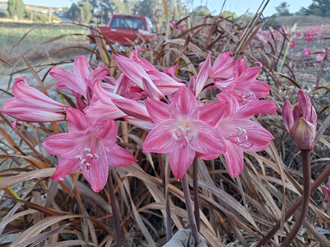 1 Amaryllis Belladonna Stripey