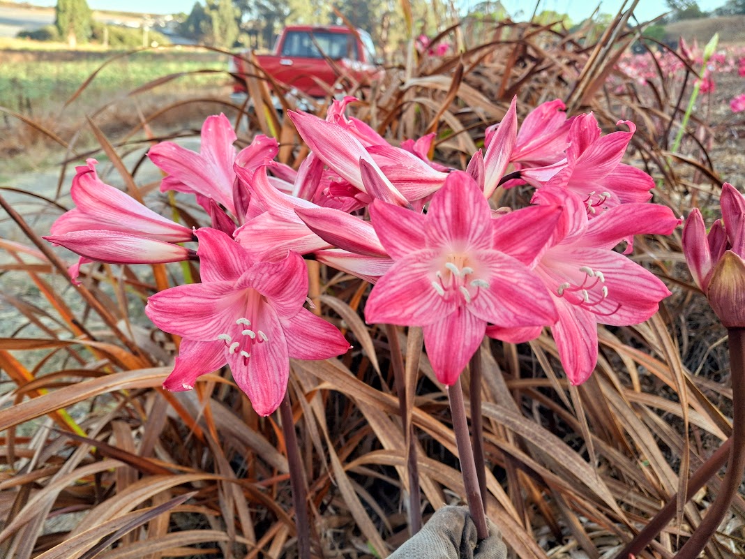 1 Amaryllis Belladonna Stripey