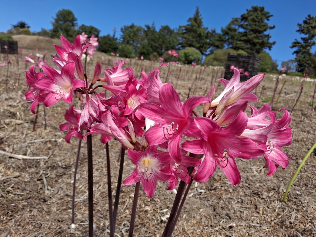 1 Amaryllis Belladonna Pink3827