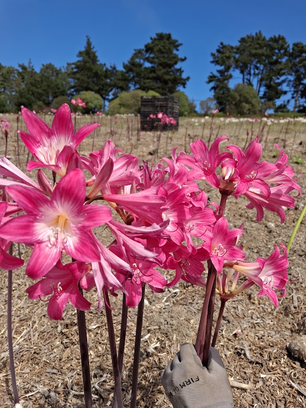 1 Amaryllis Belladonna Pink3827