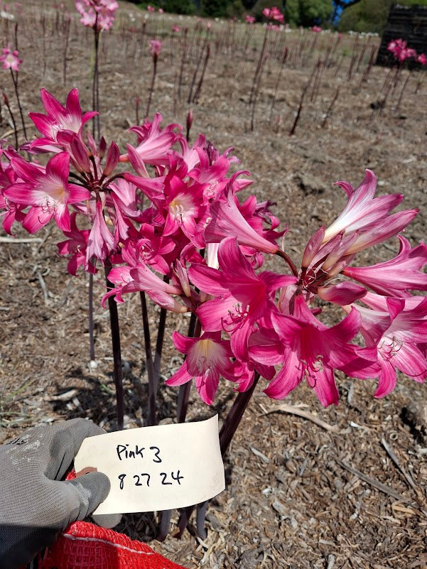 1 Amaryllis Belladonna Pink3827