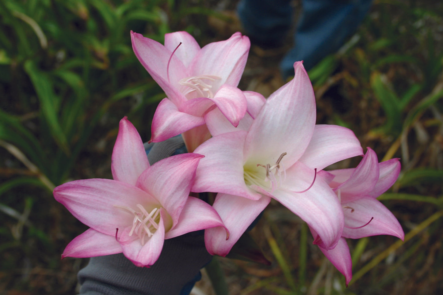 HYBRID AMARCRINUM