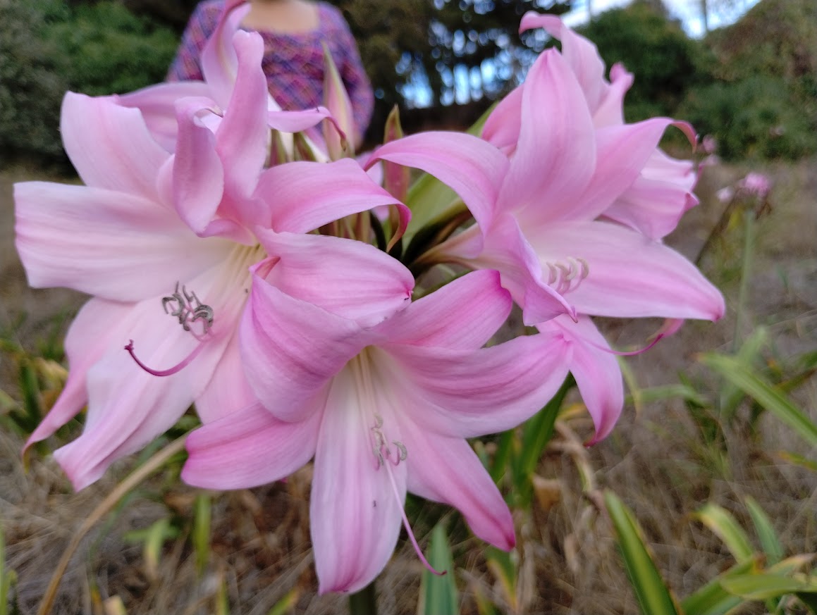 HYBRID AMARCRINUM