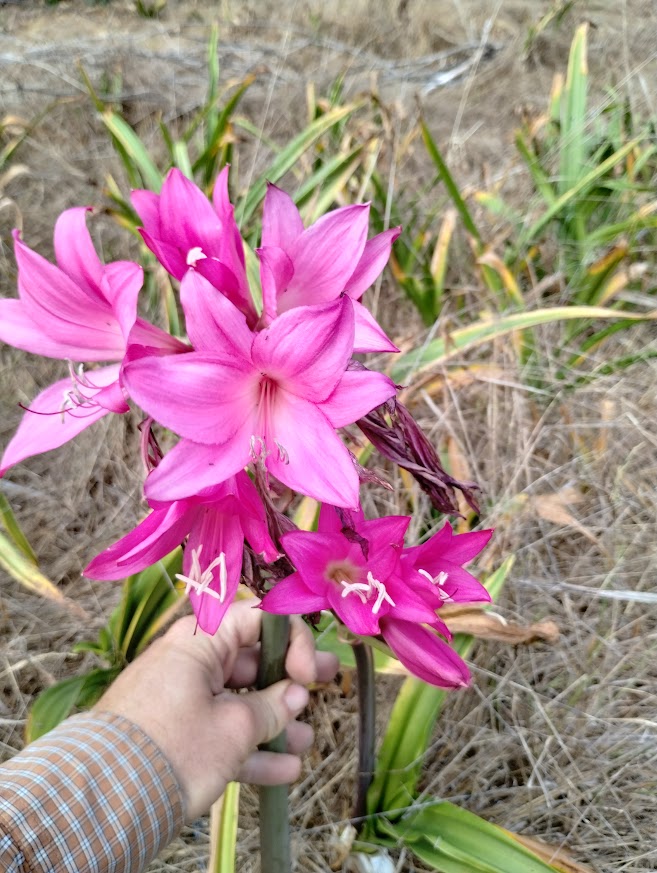 HYBRID AMARCRINUM