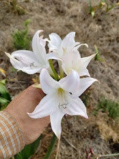 HYBRID AMARCRINUM