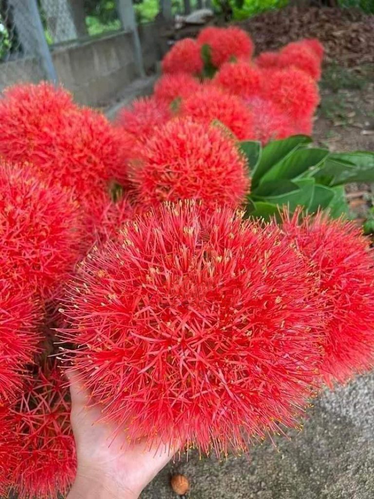 3 Bulbs~Scadoxus Multiflorus: Syn. Haemanthus Multiflorus~AFRICAN BLOOD LILY!!