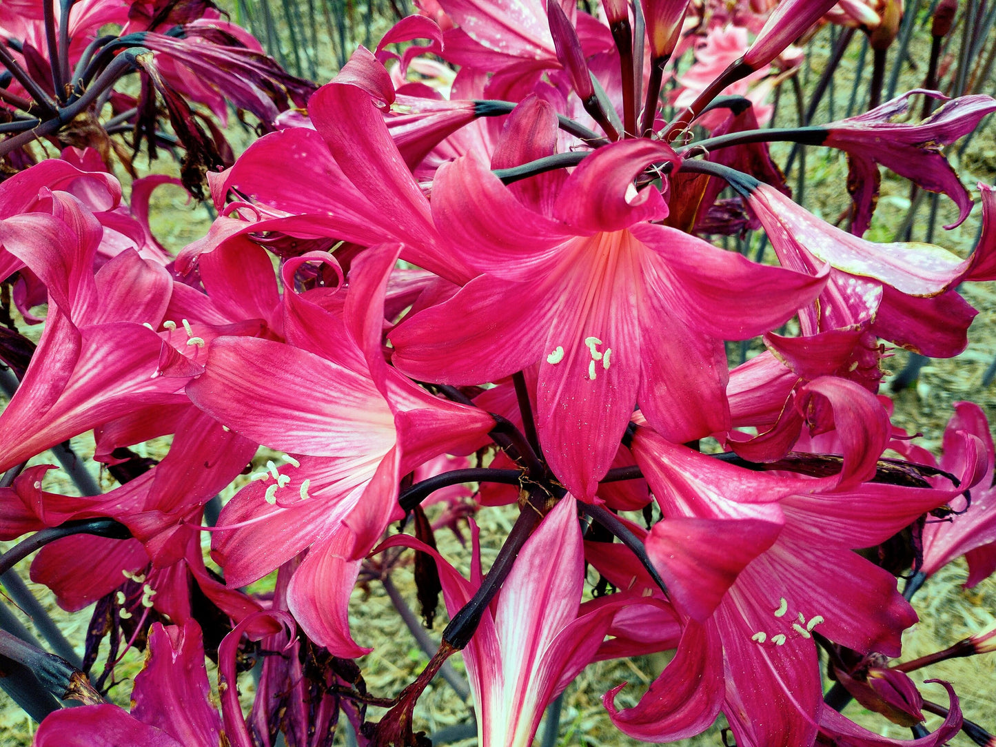 1 Amaryllis Belladonna MAGENTA red ~ Large Bulb bloomed 2021- not Hippeastrum