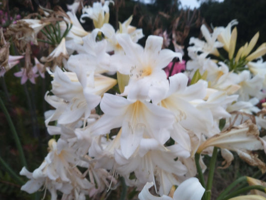 15 LARGE Amaryllis Belladonna Alba Bulbs bloomed 2021 Rare White~not Hippeastrum