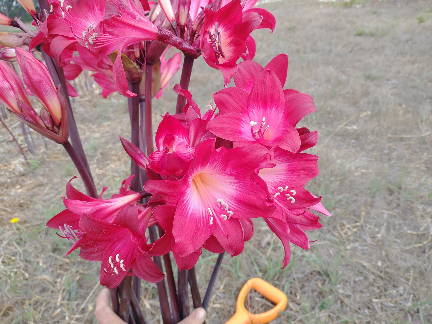 1 Amaryllis Belladonna MAGENTA red ~ Large Bulb bloomed 2021- not Hippeastrum