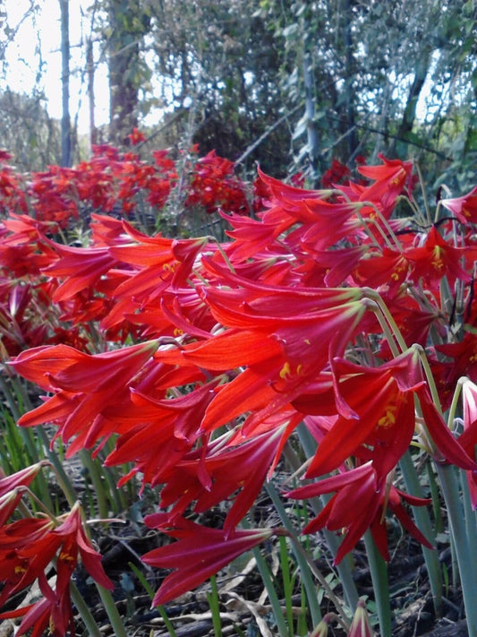 200 Rhodophiala Bifida OXBLOOD Lily SMALL BULBS ~~ Mini Red Amaryllis Relative