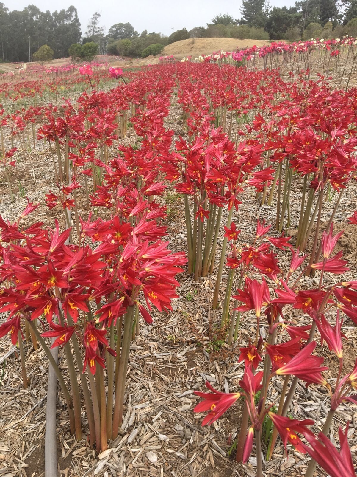 200 Rhodophiala Bifida OXBLOOD Lily SMALL BULBS ~~ Mini Red Amaryllis Relative