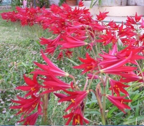 200 Rhodophiala Bifida OXBLOOD Lily SMALL BULBS ~~ Mini Red Amaryllis Relative