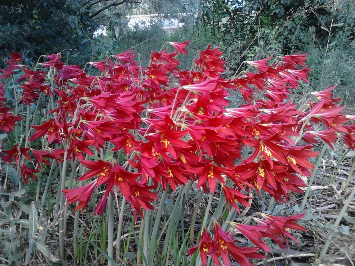 200 Rhodophiala Bifida OXBLOOD Lily SMALL BULBS ~~ Mini Red Amaryllis Relative