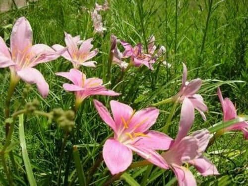 250 Pink Rain Lily Bulbs! ~Amaryllis Zephyranthes Grandiflora Bulbs, Fairy lily