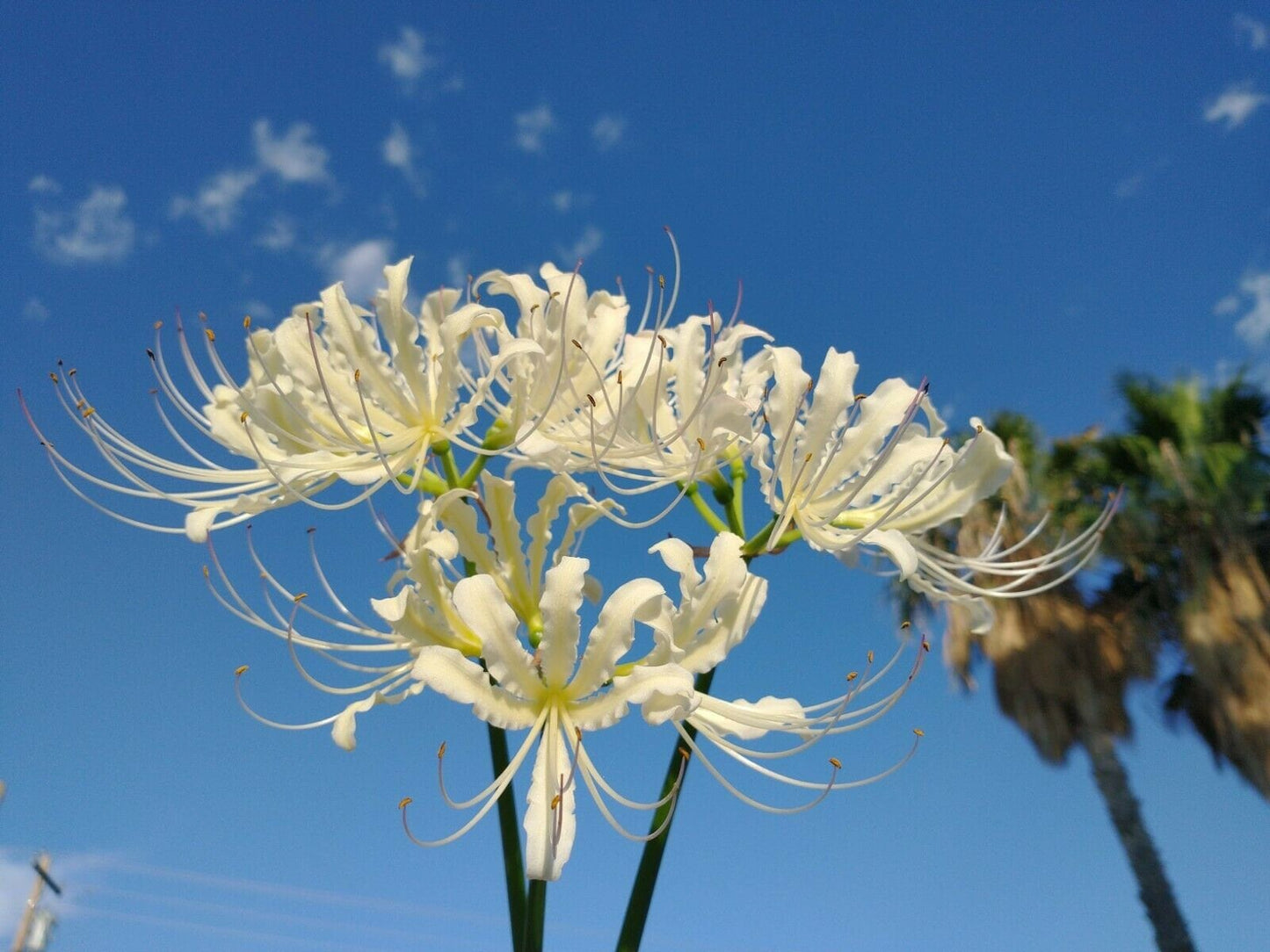 2 Bulbs Lycoris HOUDYSHELLII Heirloom WHITE spider lily from Japan ~ Cold Hardy