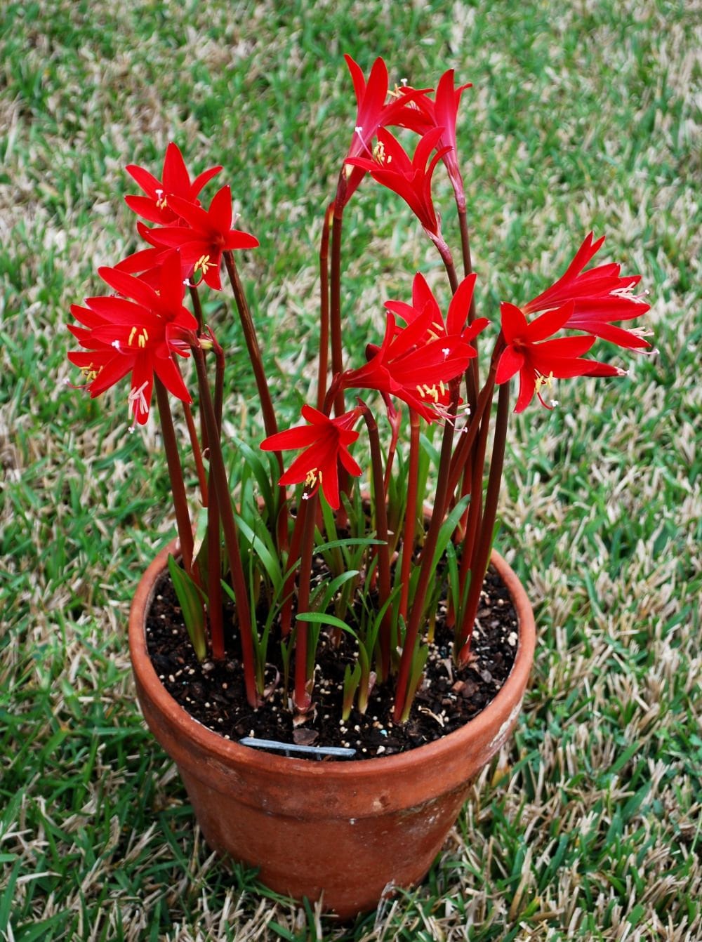 1 xHowardara RED RAIN LILY Trigeneric Cross Hippeastrum Sprekelia x Zephyranthes