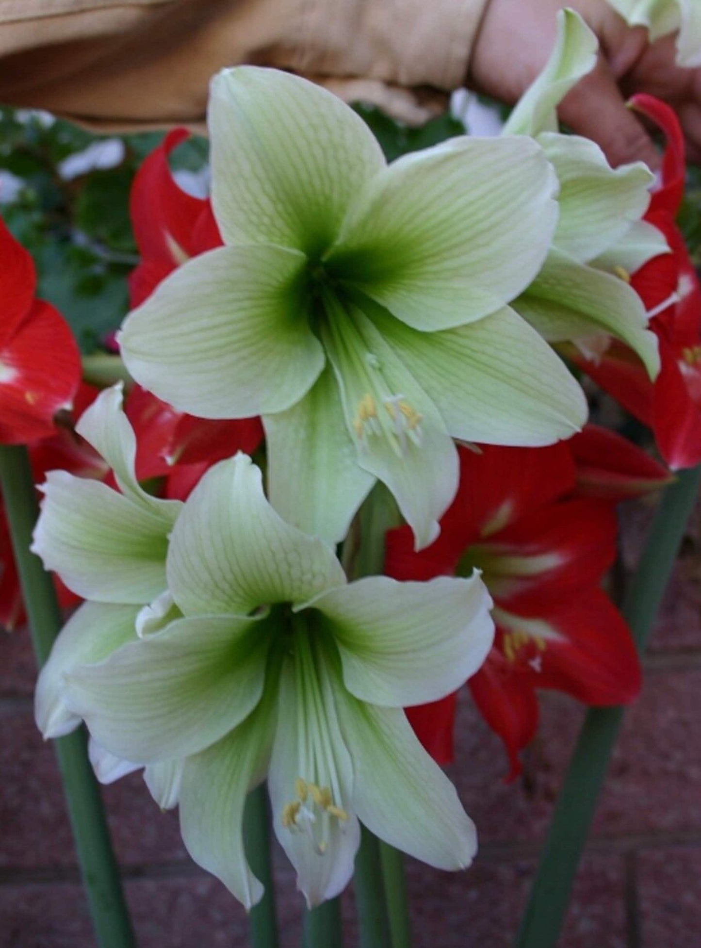 1 Amaryllis GREEN DRAGON African Hippeastrum Bulb Discontinued RARE