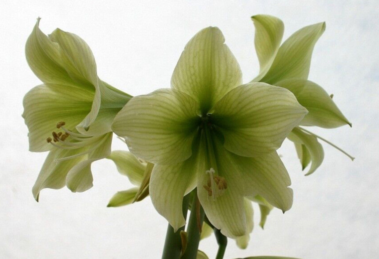 1 Amaryllis GREEN DRAGON African Hippeastrum Bulb Discontinued RARE