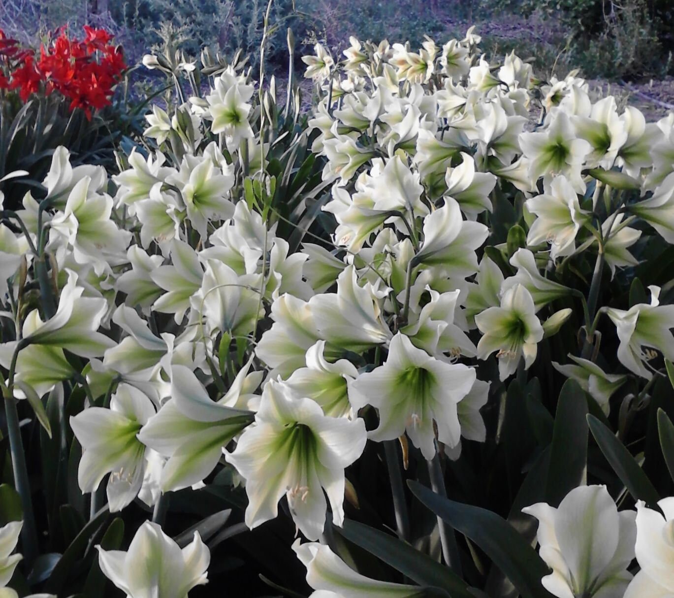 1 Amaryllis GREEN DRAGON African Hippeastrum Bulb Discontinued RARE