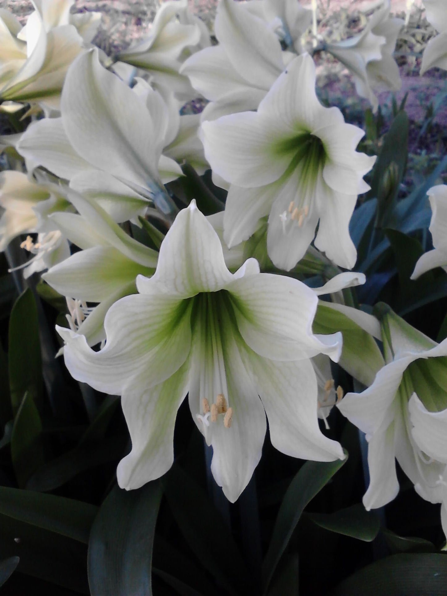 1 Amaryllis GREEN DRAGON African Hippeastrum Bulb Discontinued RARE