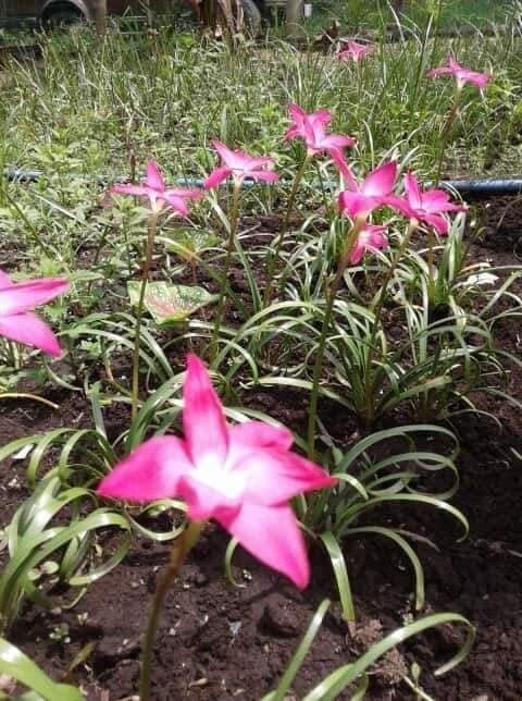 12 New variety Rain Lily Bulbs! Zephyranthes Labuffarosa Group Species Hybrid