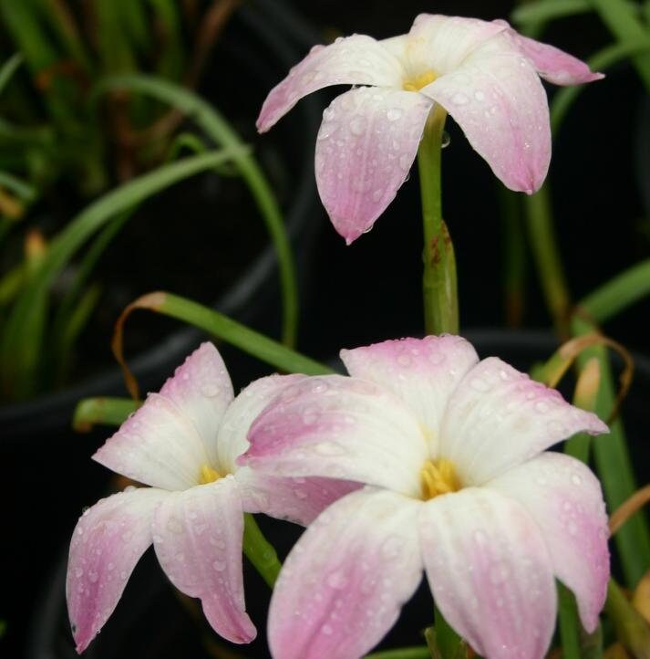 12 New variety Rain Lily Bulbs! Zephyranthes Labuffarosa Group Species Hybrid