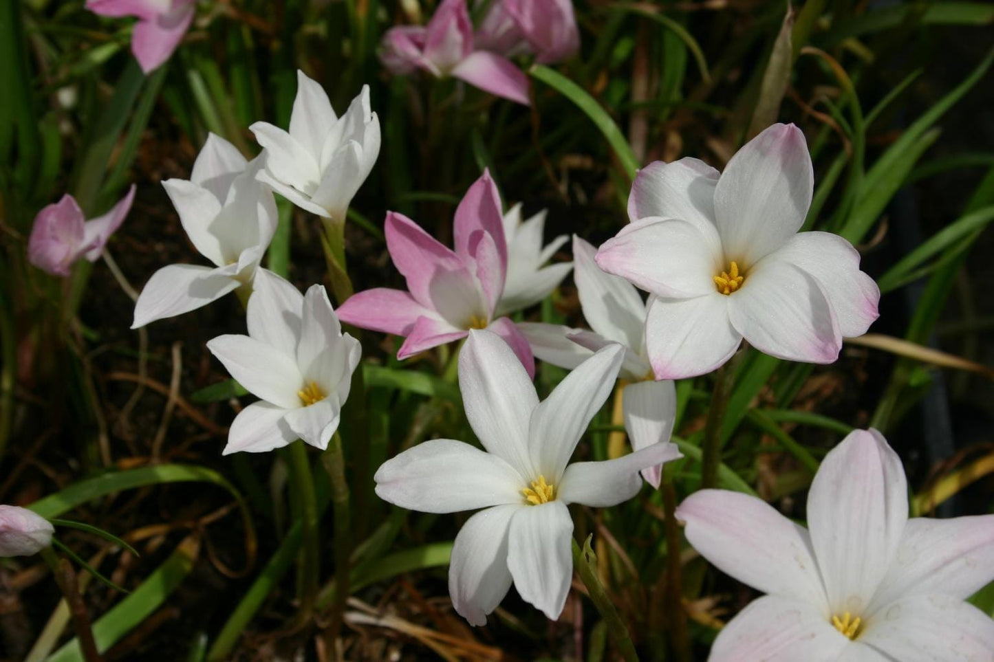 12 New variety Rain Lily Bulbs! Zephyranthes Labuffarosa Group Species Hybrid