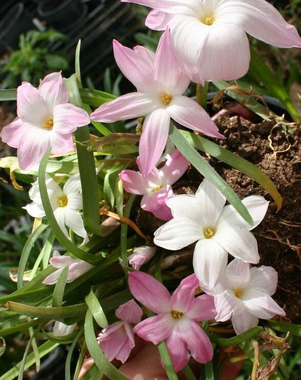 12 New variety Rain Lily Bulbs! Zephyranthes Labuffarosa Group Species Hybrid