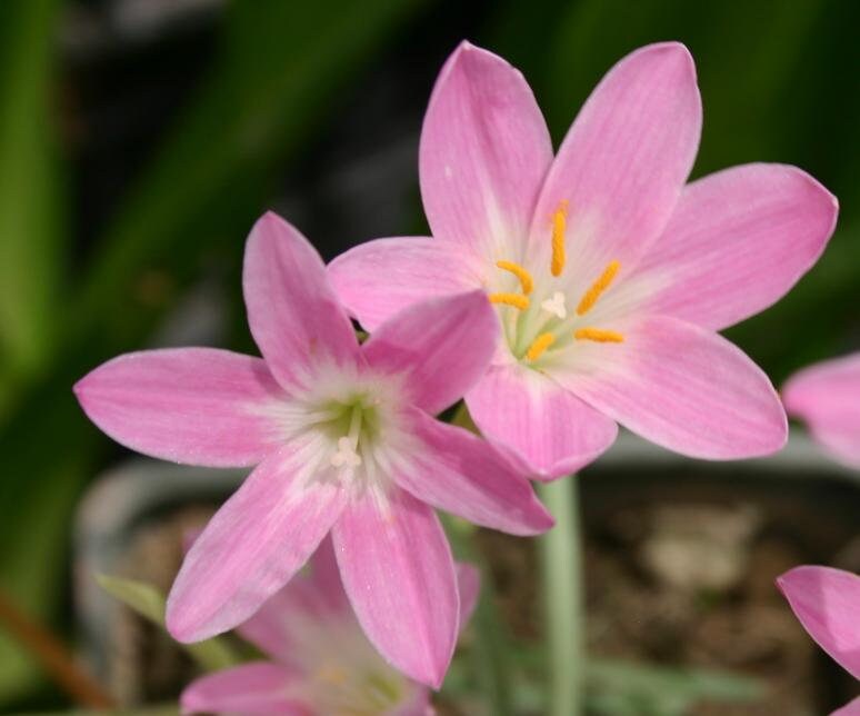 12 New variety Rain Lily Bulbs! Zephyranthes PINK BEAUTY