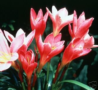 20 Pink Rain Lily Bulbs! Zephyranthes ROSEA