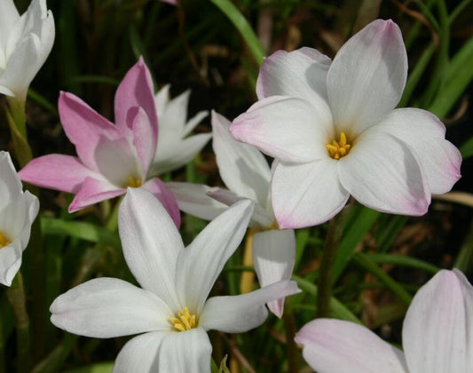 12 New variety Rain Lily Bulbs! Zephyranthes Labuffarosa Group Species Hybrid