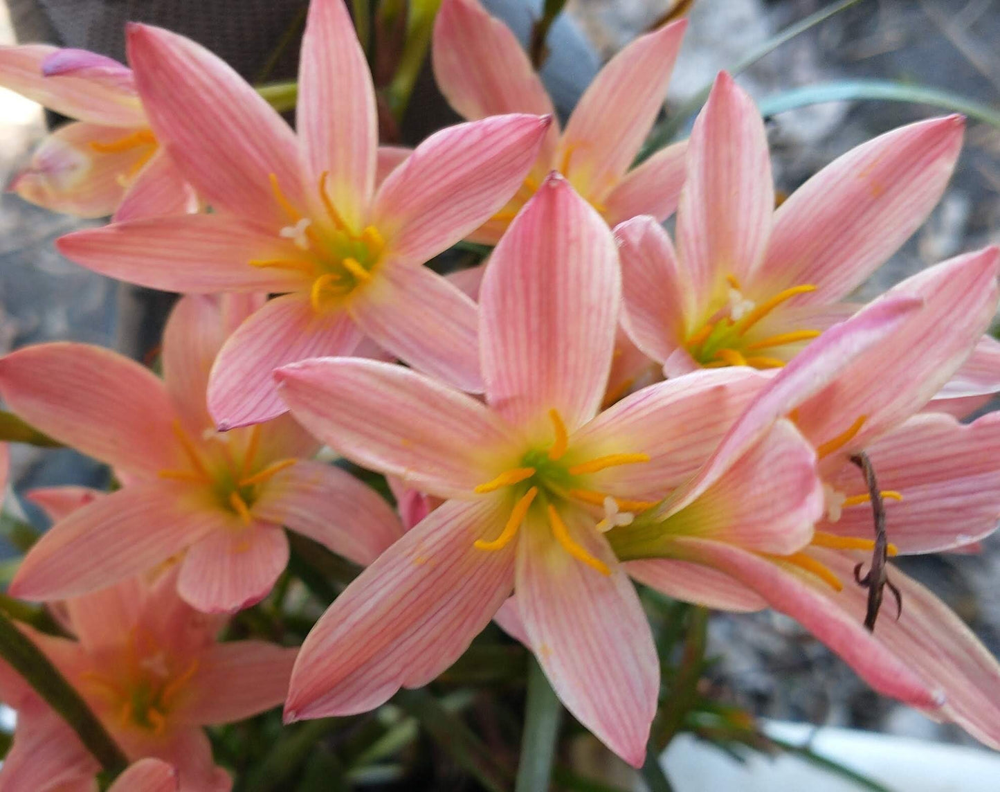 3 New variety Rain Lily Bulbs! Zephyranthes Sunset Seed Strain