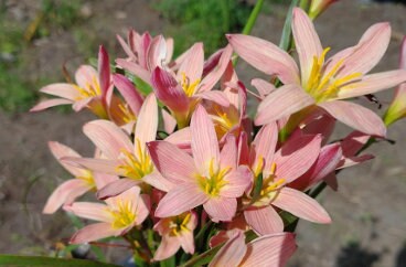 3 New variety Rain Lily Bulbs! Zephyranthes Sunset Seed Strain