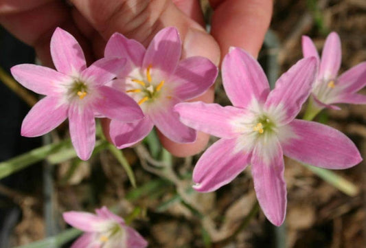 12 New variety Rain Lily Bulbs! Zephyranthes PINK BEAUTY