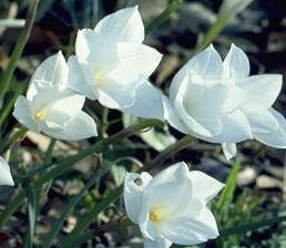 3 Rain Lily Bulbs! Zephyranthes Drumondii Small bulbs