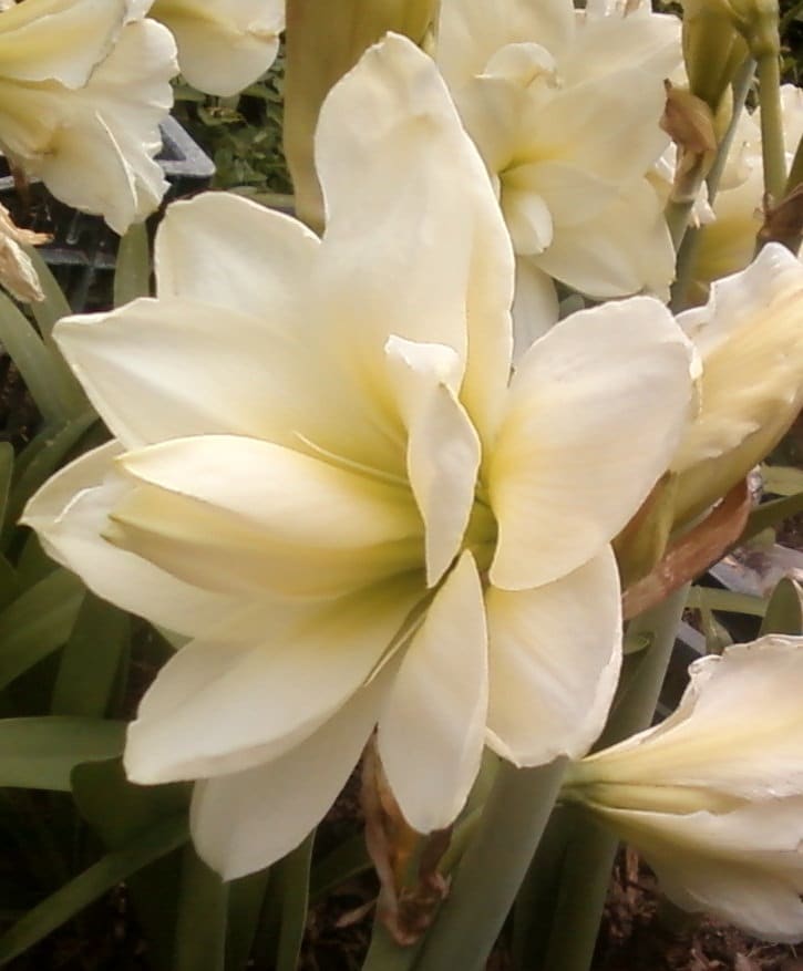 1 Amaryllis ALFRESCO bulb White Double 18 cm Cir. Fast Forcing Christmas Amaryllis winter/spring flowers