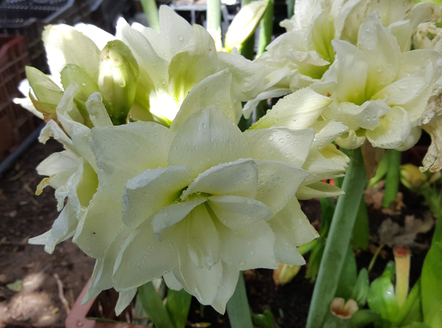 1 Amaryllis ALFRESCO bulb White Double 18 cm Cir. Fast Forcing Christmas Amaryllis winter/spring flowers