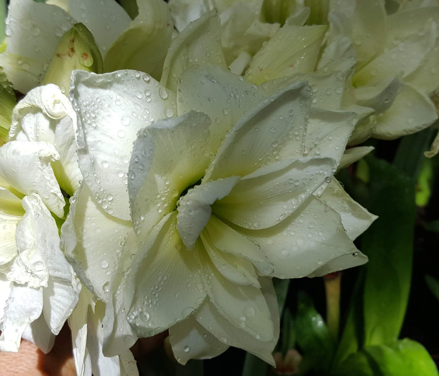 1 Amaryllis ALFRESCO bulb White Double 18 cm Cir. Fast Forcing Christmas Amaryllis winter/spring flowers