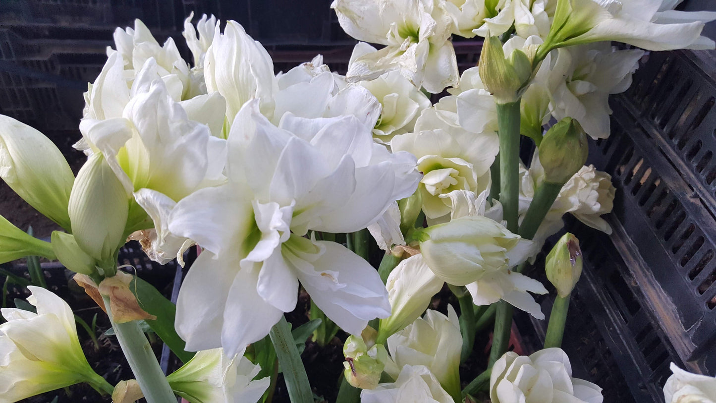 1 Amaryllis ALFRESCO bulb White Double 18 cm Cir. Fast Forcing Christmas Amaryllis winter/spring flowers