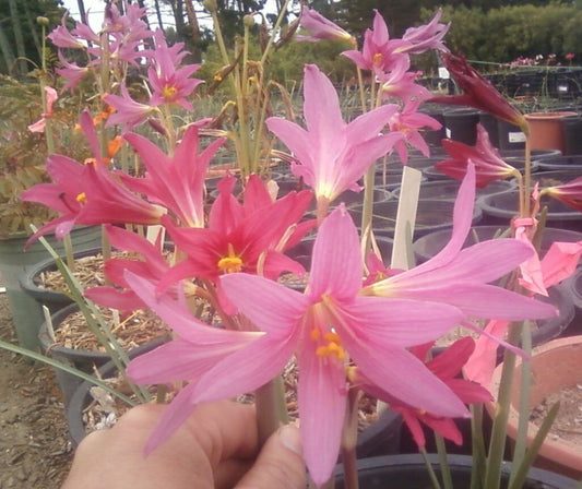 1 Rhodophiala Bifida PINK OXBLOOD Lily Large BULB ~~ Mini Amaryllis Relative