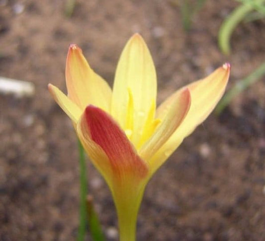 10 New variety Rain Lily Bulbs! Zephyranthes PRIMULINA yellow-pink bicolor