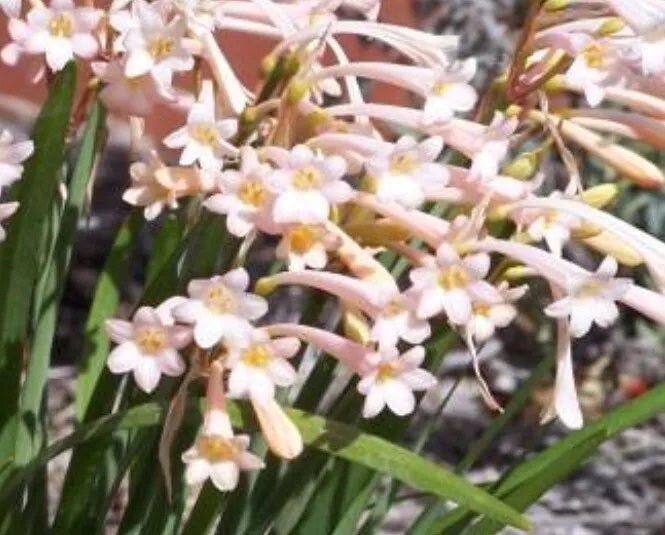 3 RARE Cyrtanthus Mackenii PINK BULBS~Amaryllis Relative