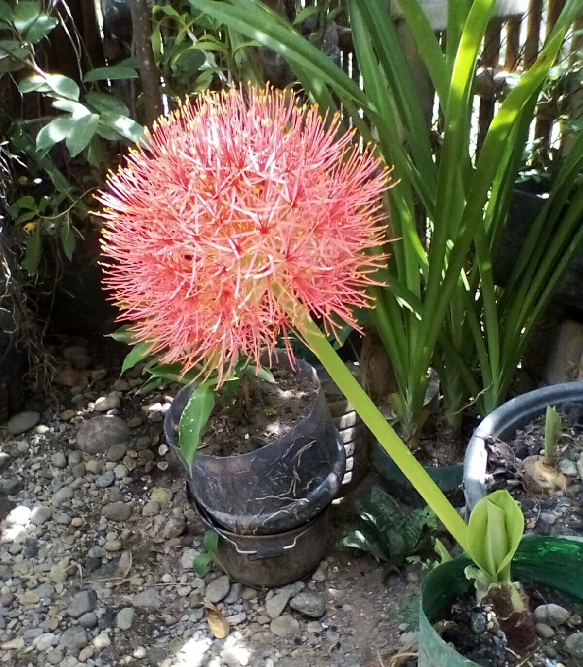 3 Bulbs~Scadoxus Multiflorus: Syn. Haemanthus Multiflorus~AFRICAN BLOOD LILY!!