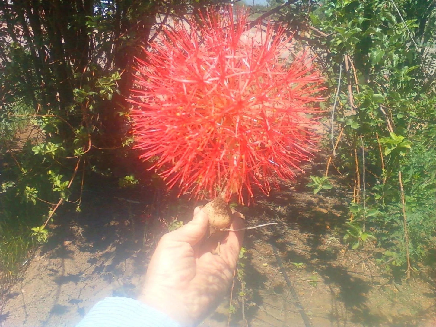 3 Bulbs~Scadoxus Multiflorus: Syn. Haemanthus Multiflorus~AFRICAN BLOOD LILY!!