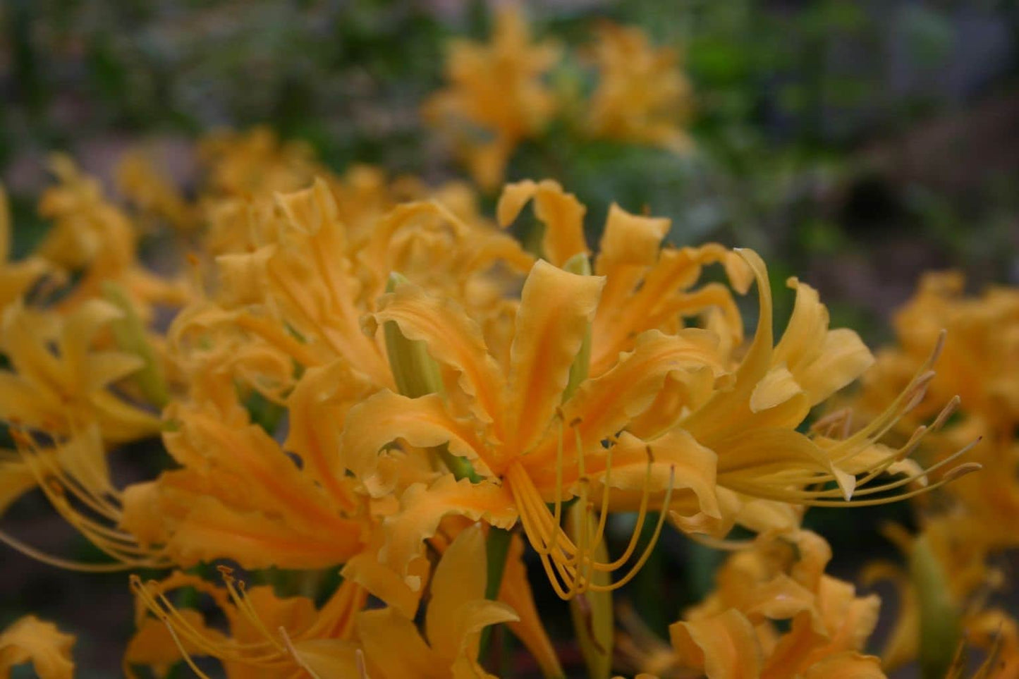 3 RARE Yellow Spider Lilies! Lycoris Aurea Bulbs