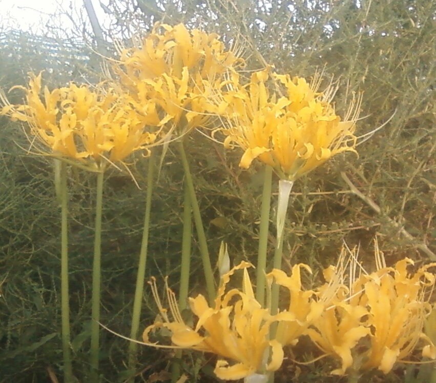 3 RARE Yellow Spider Lilies! Lycoris Aurea Bulbs