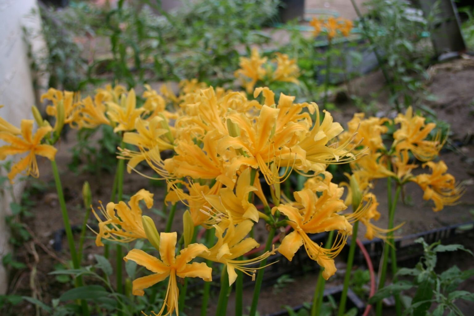 yellow spider lily bulbs for sale 3 RARE Yellow Spider Lilies! Lycoris Aurea Bulbs – Amaryllis Bulb Farm